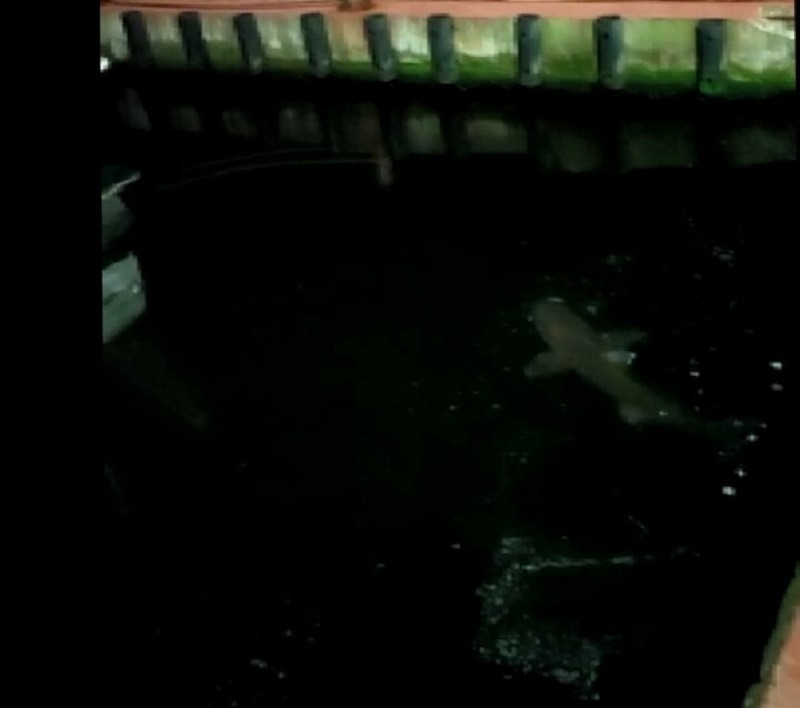 Haliç'te köpek balığı: İki metrelik köpek balığı misinayı koparıp kaçtı - Resim: 1