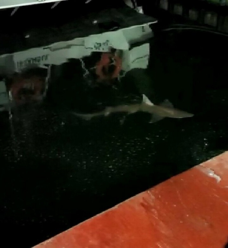 Haliç'te köpek balığı: İki metrelik köpek balığı misinayı koparıp kaçtı - Resim: 2