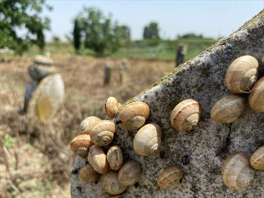 Osmanlı mezar taşları için korunma talebi - Resim: 2