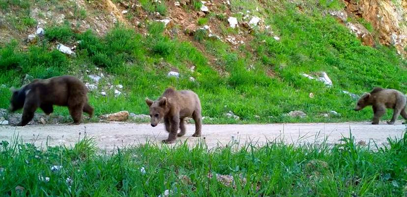 Bursa'nın yaban hayatı gözlem altında - Resim: 1