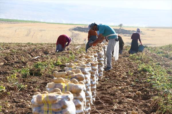 Erkenci patateste rekolte beklentisi açıklandı - Resim: 1