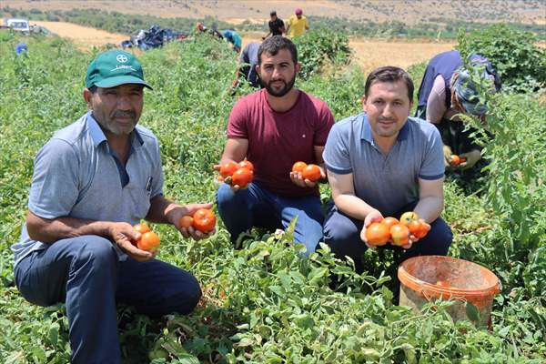 Kilis'teki domates üreticileri, artan talebe yetişmeye çalışıyor - Resim: 1