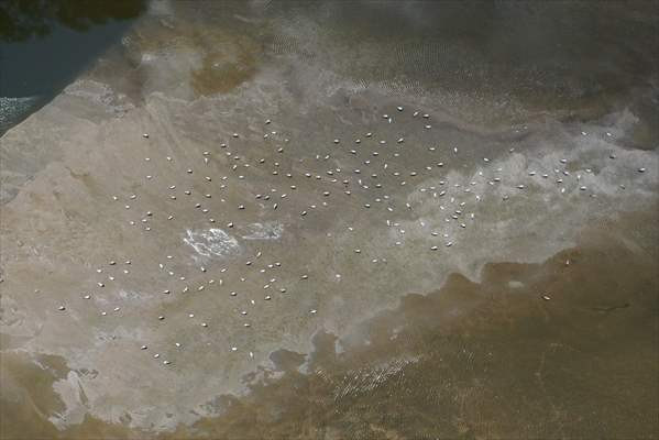 Edirne'de su seviyesi düşen nehirlerde adacıklar oluştu - Resim: 2