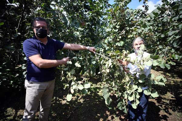 Örnek fındık bahçeleri üreticinin yüzünü güldürüyor - Resim: 2