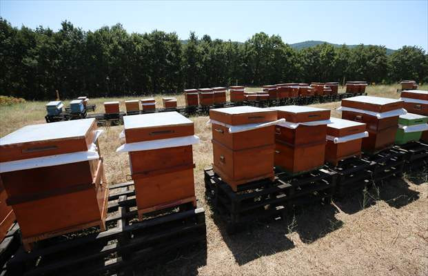 Kazdağları'nın rüzgarında uçan arıların balları birçok ülkeye ihraç ediliyor - Resim: 2