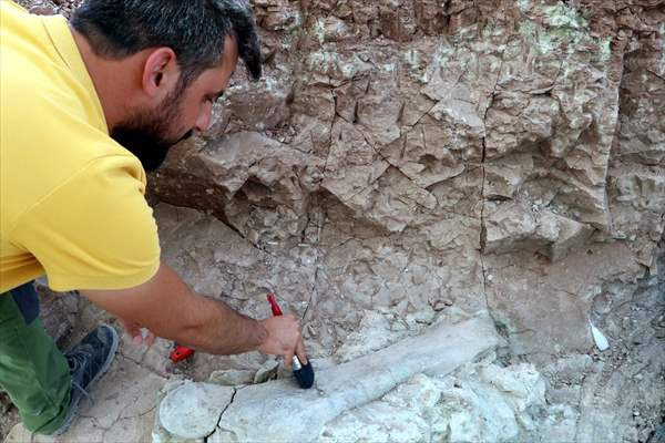 Fillerin atalarına ait milyonlarca yıllık uyluk kemiği ve diş bulundu - Resim: 3