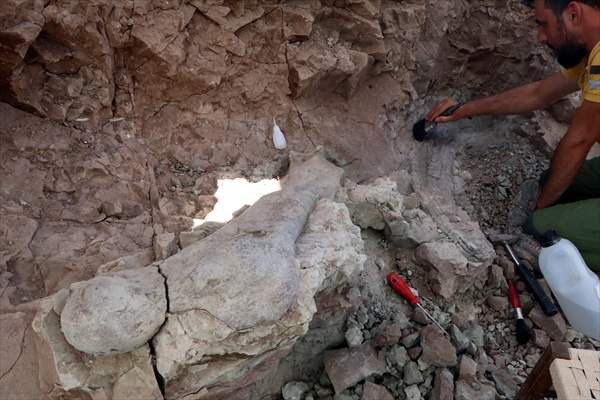 Fillerin atalarına ait milyonlarca yıllık uyluk kemiği ve diş bulundu - Resim: 1