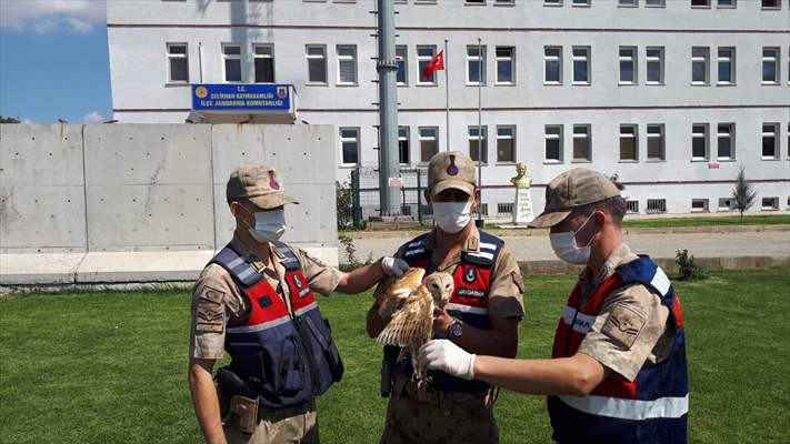 Yaralı bulunan peçeli baykuş tedavi altına alındı - Resim: 1