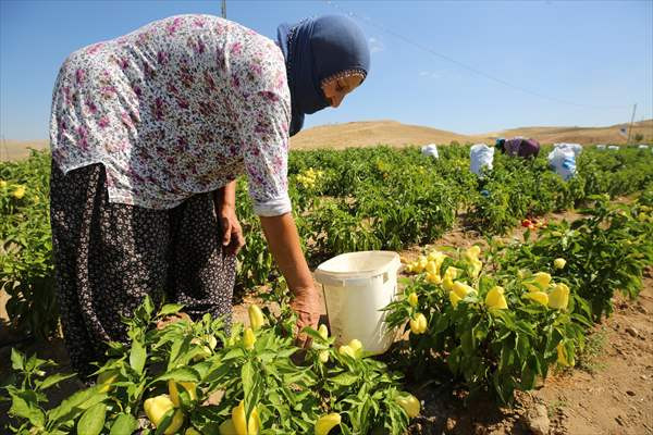 Yıllık binlerce ton sebze üretimi ile ekonomiye katkı sağlanıyor - Resim: 2