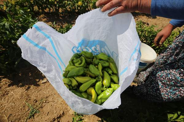 Yıllık binlerce ton sebze üretimi ile ekonomiye katkı sağlanıyor - Resim: 1