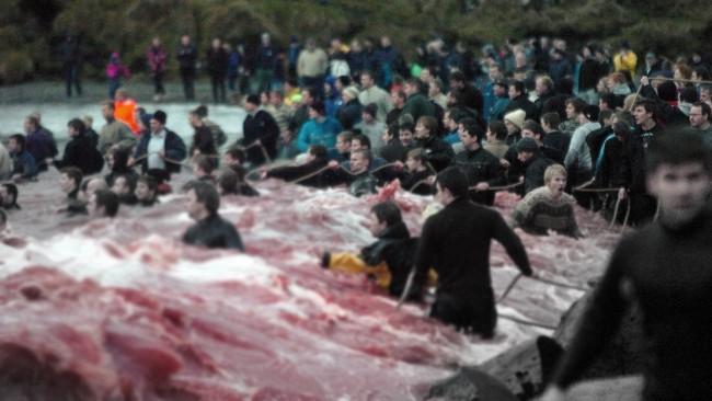 Hayvan hakları savunucusu tepki çeken yunus ve balina katliamını anlattı - Resim: 1