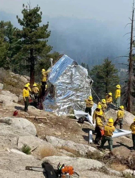 Tarihi ağaçlar alüminyum folyoyla kaplandı - Resim: 1