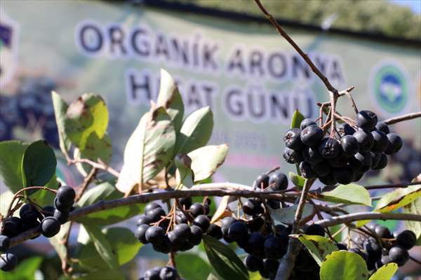 Coğrafi işaret tescilli 'Yalova aronyası'nda hasat dönemi başladı - Resim: 2