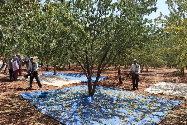 Şehir hayatını terk eden veteriner hekim köyünde badem yetiştiriyor - Resim: 3