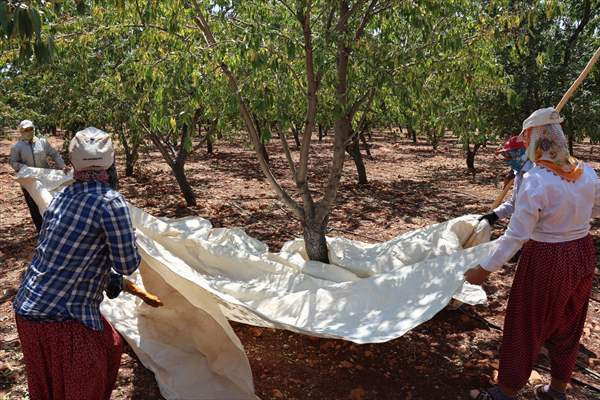 Şehir hayatını terk eden veteriner hekim köyünde badem yetiştiriyor - Resim: 2