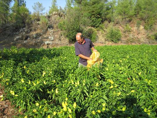 Tescilli Kale biberi, kalitesiyle yurt dışına açıldı - Resim: 2