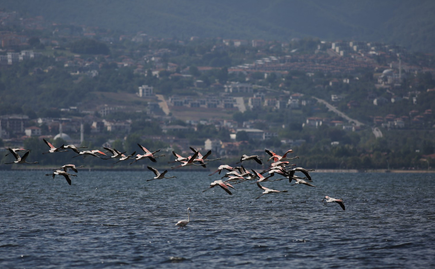 Flamingolar, İzmit Körfezi'nin misafiri oldu - Resim: 1