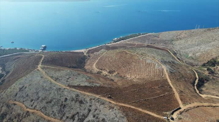 İzmir'de yanan orman alanlarında ağaçlandırma çalışmaları sürüyor - Resim: 1