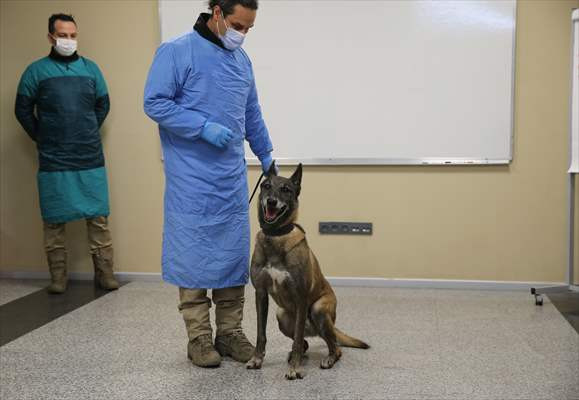 K9 köpekleri Kovid-19 hastalarını teşhiste son aşamaya yaklaştı - Resim: 2