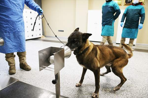 K9 köpekleri Kovid-19 hastalarını teşhiste son aşamaya yaklaştı - Resim: 1
