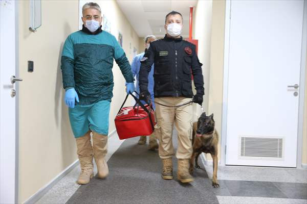 K9 köpekleri Kovid-19 hastalarını teşhiste son aşamaya yaklaştı - Resim: 4