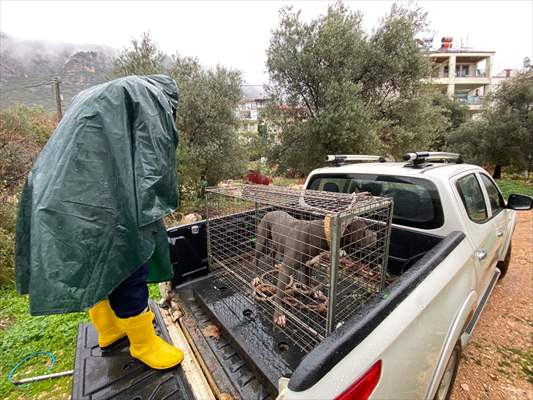 Antalya'da pitbull cinsi köpeğin saldırdığı kişi yaralandı - Resim: 1