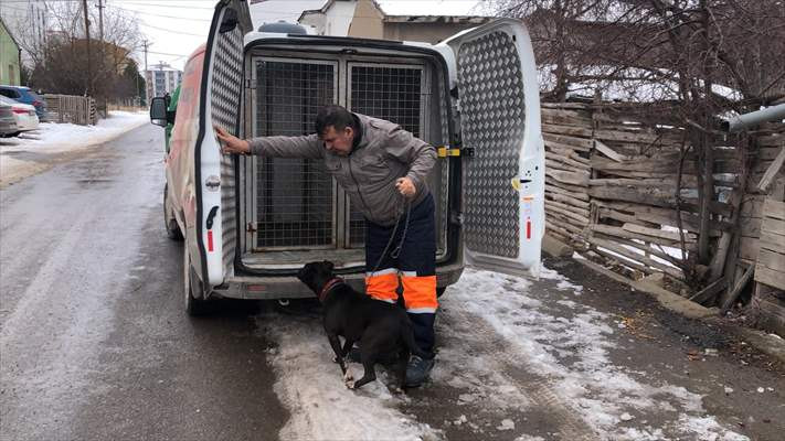 Yasaklı ırk köpeğini okul çevresinde dolaştırdı: 14 bin 982 lira ceza kesildi - Resim: 1