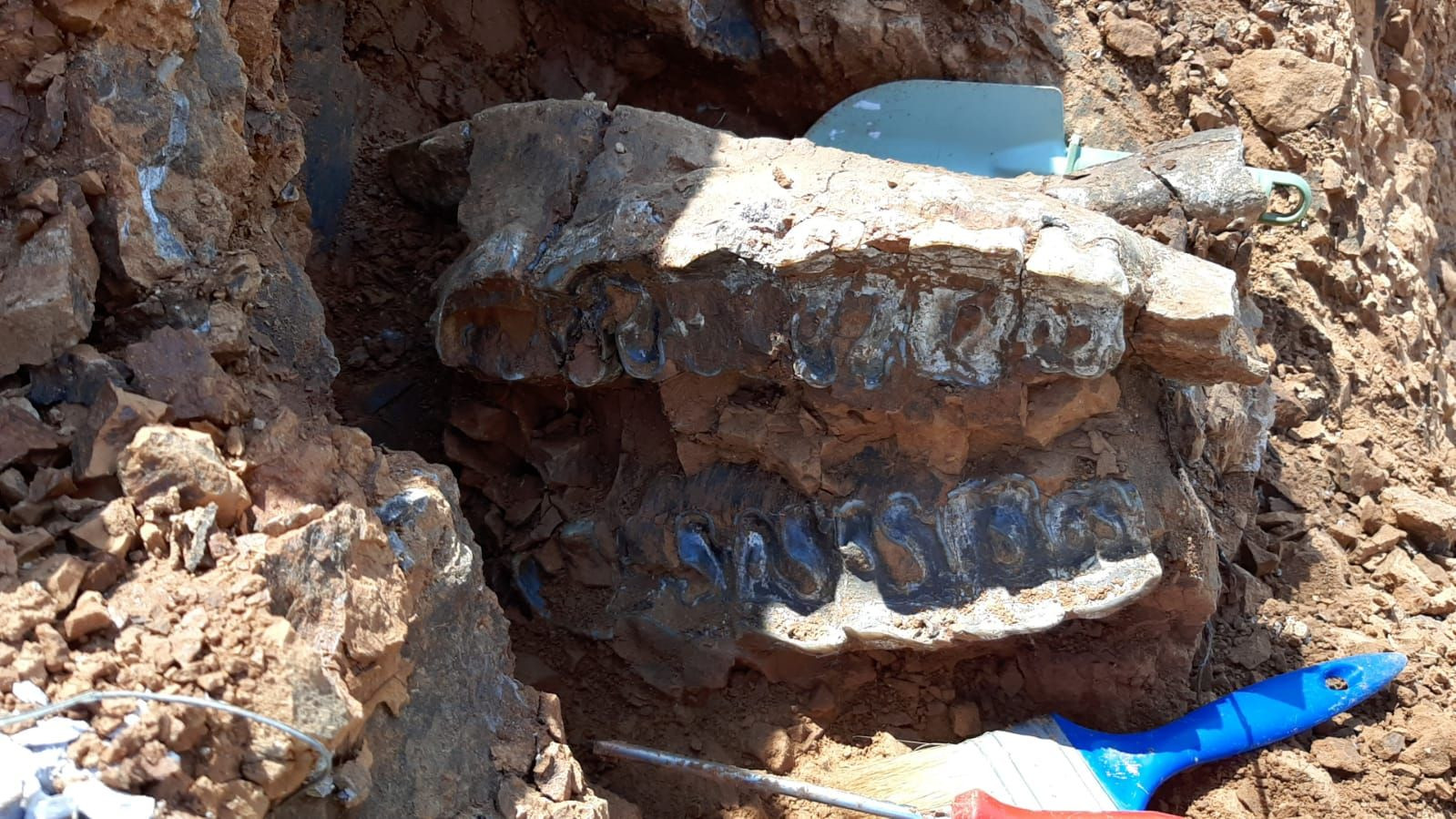 Denizli'deki kazılarda sıra dışı bulgular: 8 milyon yıllık fosillere rastlandı - Resim: 2