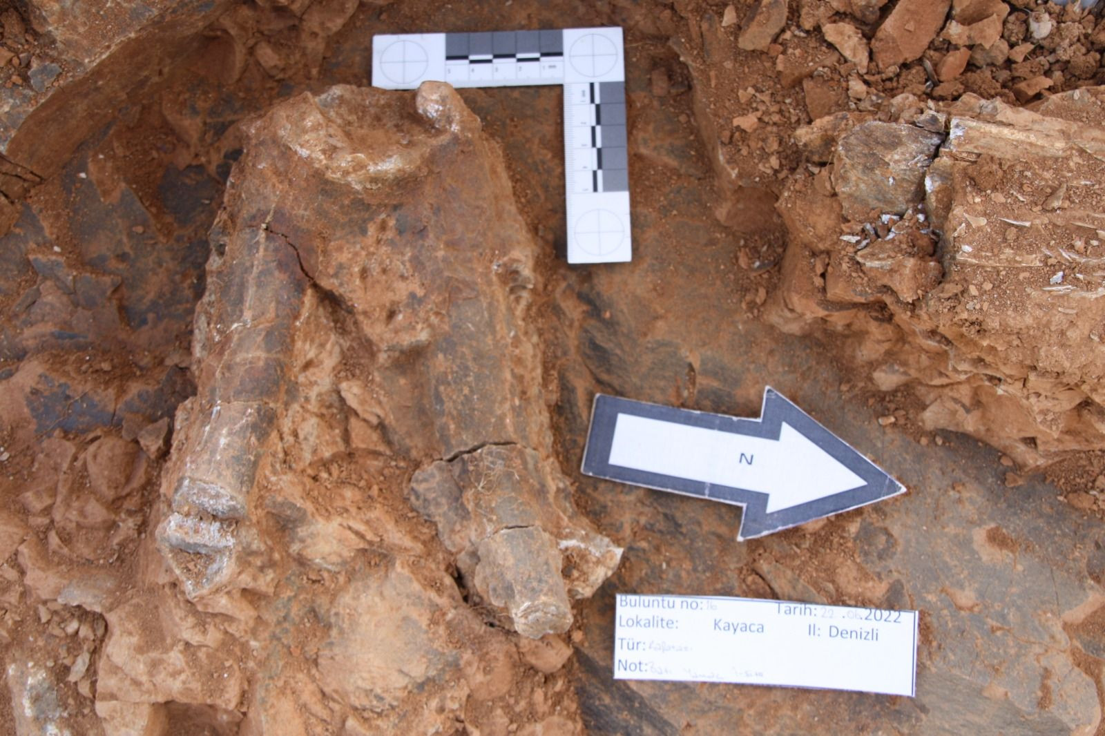 Denizli'deki kazılarda sıra dışı bulgular: 8 milyon yıllık fosillere rastlandı - Resim: 1