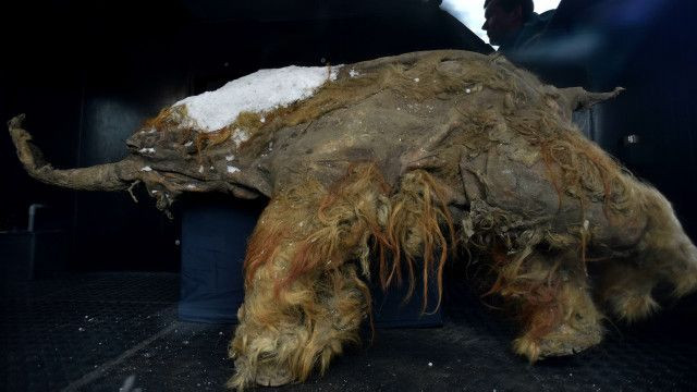 Görenler gözlerine inanamadı! 30 bin yıllık "bozulmamış yavru mamut" bulundu - Resim: 4