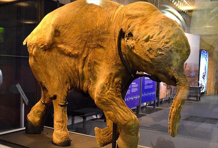 Görenler gözlerine inanamadı! 30 bin yıllık "bozulmamış yavru mamut" bulundu - Resim: 2
