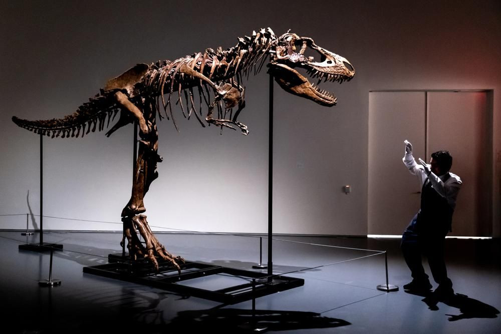 76 milyon yıllık dinozor iskeleti açık artırmayla satılacak - Resim: 1