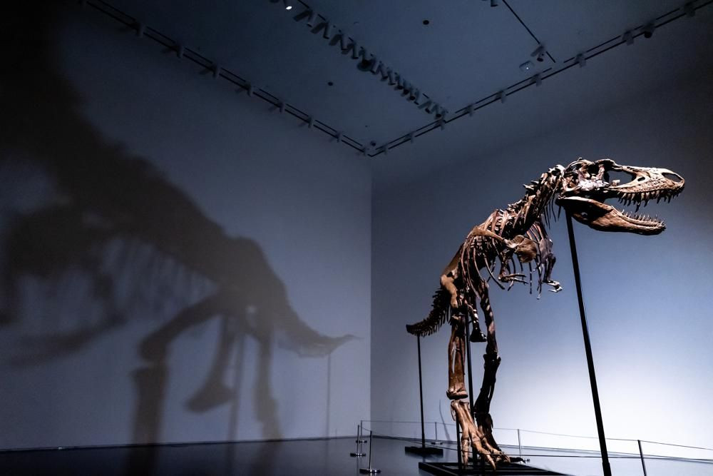 76 milyon yıllık dinozor iskeleti açık artırmayla satılacak - Resim: 3