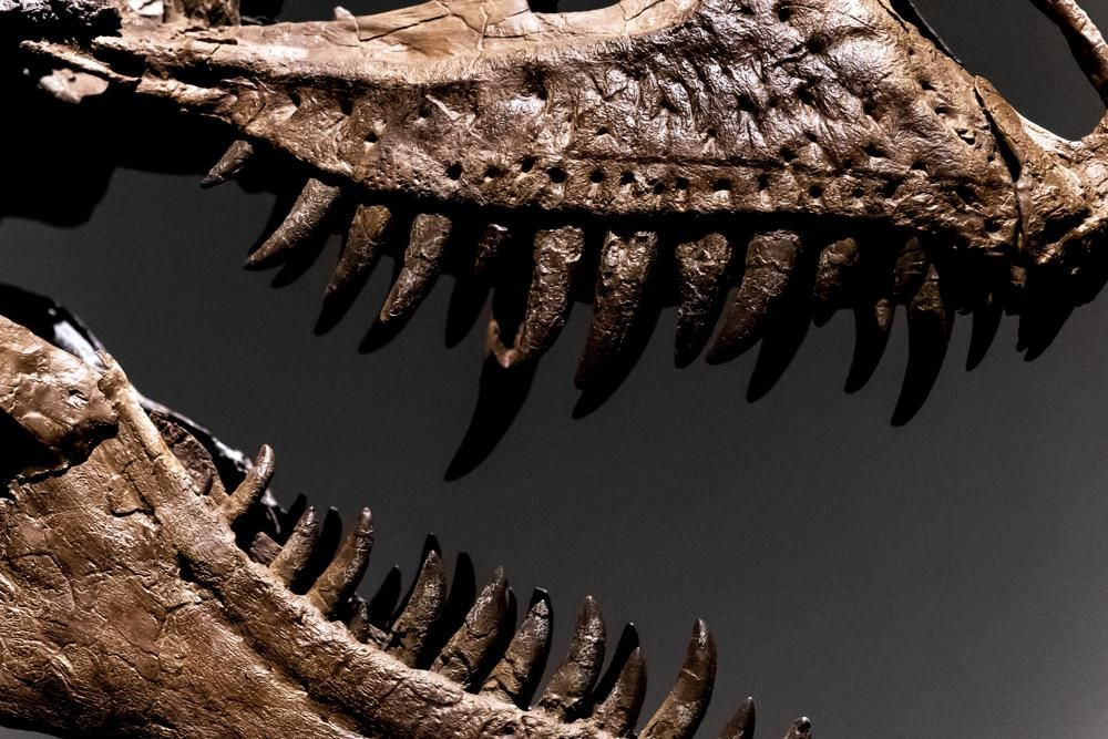 76 milyon yıllık dinozor iskeleti açık artırmayla satılacak - Resim: 4
