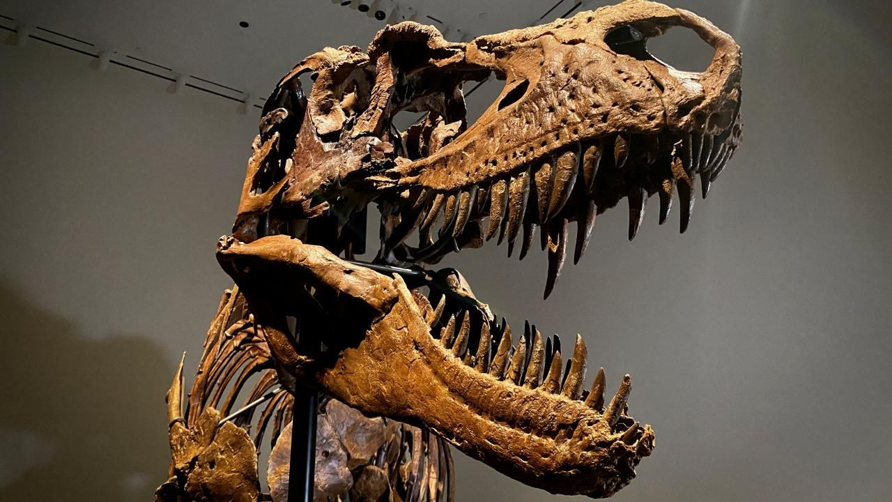 76 milyon yıllık dinozor iskeleti açık artırmayla satılacak - Resim: 5