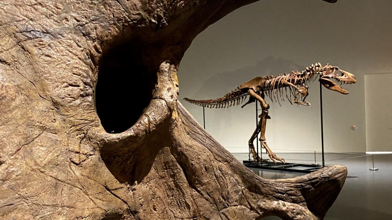 76 milyon yıllık dinozor iskeleti açık artırmayla satılacak - Resim: 6