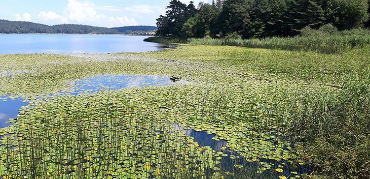 Bu çiçeği koparmanın cezası 109 bin lira! - Resim: 4