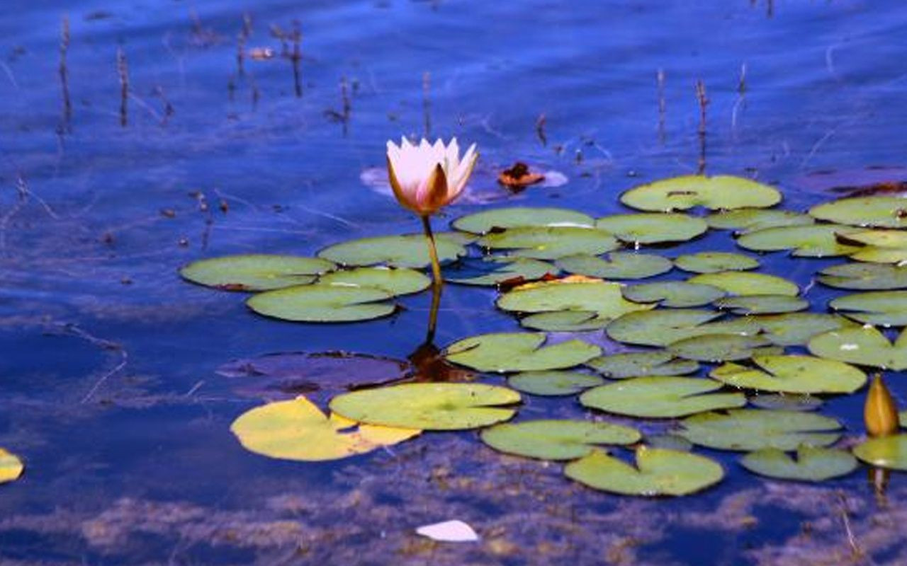 Bu çiçeği koparmanın cezası 109 bin lira! - Resim: 3