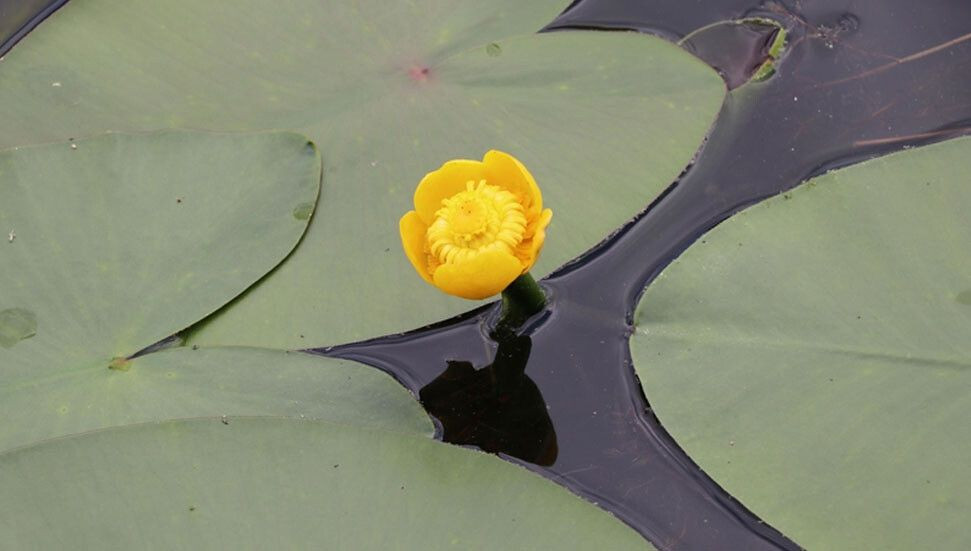 Bu çiçeği koparmanın cezası 109 bin lira! - Resim: 2