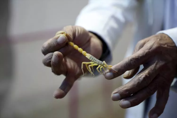 Hastalarını akrep zehrinden yaptığı ilaçlarla tedavi ediyor