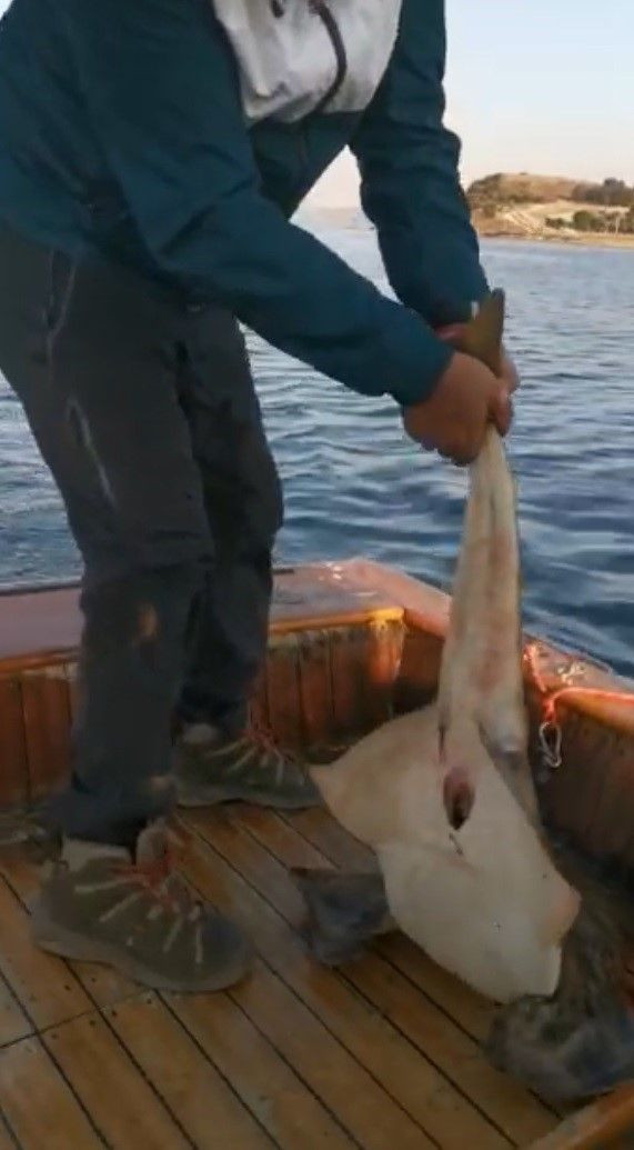 Nesli tükenmekte olan köpek balığı teknede doğum yaptı - Resim: 4