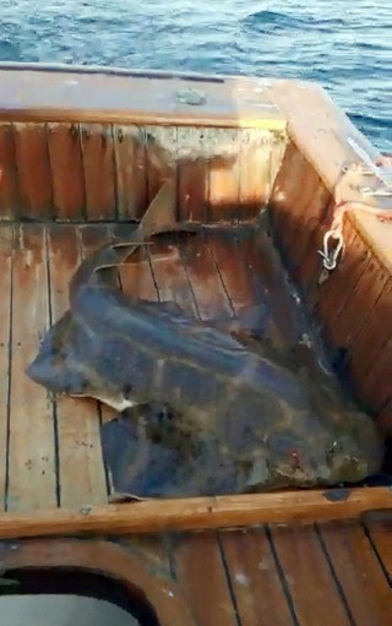 Nesli tükenmekte olan köpek balığı teknede doğum yaptı - Resim: 13