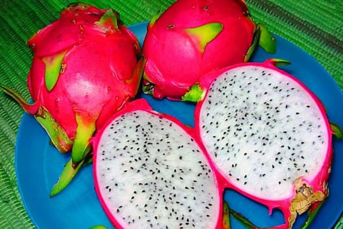 Питайя питахайя драгонфрут. Питахайя фрукт вкус как едят что это. Проросшие семена питахайи. Питахайя фрукт вкус как едят что это. Питахайя фрукт вкус как едят что это.